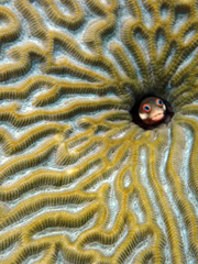 Spotjaw Blenny photo 5