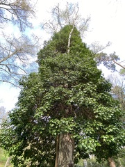 Hedera helix