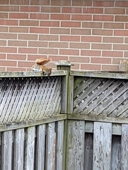 Tamiasciurus hudsonicus