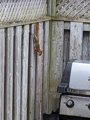 Tamiasciurus hudsonicus