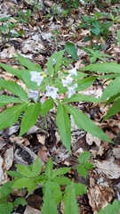 Cardamine heptaphylla