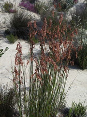 Thamnochortus karooica