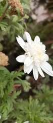 Asteraceae