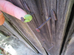 Cimbicidae