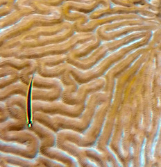 Elacatinus illecebrosus