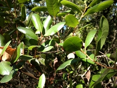 Escallonia pulverulenta