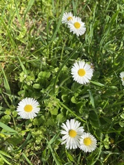 Bellis perennis