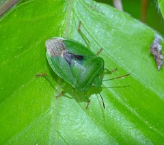Palomena viridissima
