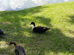 Anas platyrhynchos domesticus