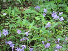 Phlox stolonifera