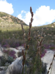 Thamnochortus karooica