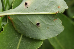 Microbotryum pustulatum