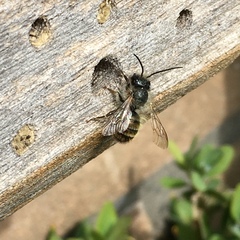 Osmia bicornis