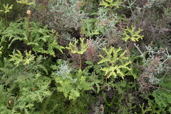 Sticherus umbraculifer