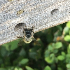 Osmia bicornis