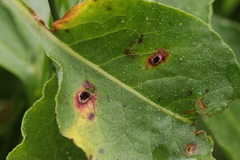 Microbotryum pustulatum