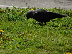 Corvus monedula