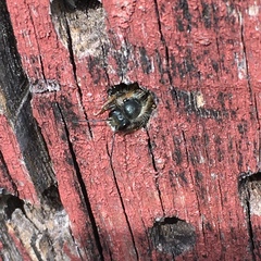 Osmia bicornis