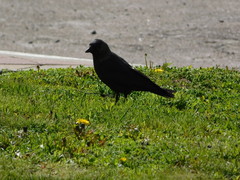 Corvus monedula