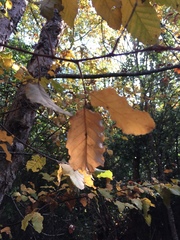 Nothofagus glauca