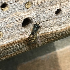 Osmia bicornis