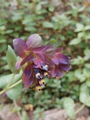 Cerinthe retorta