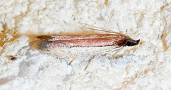 Tampa dimediatella
