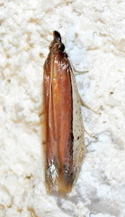 Tampa dimediatella