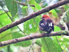 Machaeropterus deliciosus