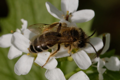 Andrena flavipes