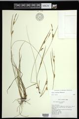 Carex conoidea