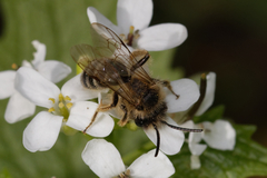 Andrena flavipes