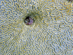 Entomacrodus nigricans