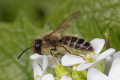 Andrena flavipes