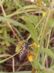 Bicyrtes discisus