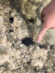 Echinometra oblonga