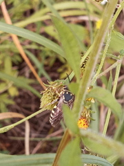 Bicyrtes discisus