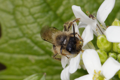 Andrena flavipes