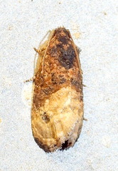 Ecdytolopha mana