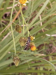 Bicyrtes discisus