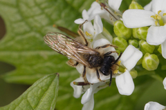 Andrena flavipes