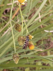 Bicyrtes discisus