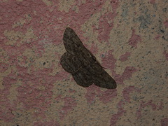 Hypomecis transcissa