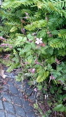 Geranium robertianum
