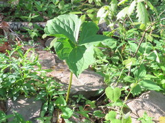 Trillium erectum
