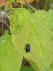 Penthimia nigra