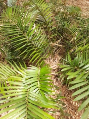 Encephalartos chimanimaniensis