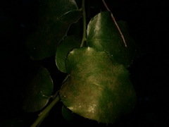 Citronella mucronata