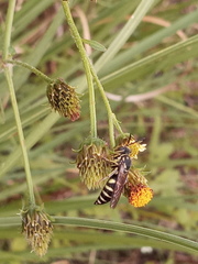 Bicyrtes discisus