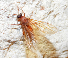 Labidus